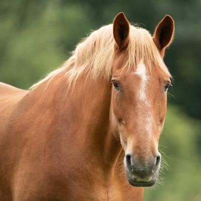 Horse at Gressenhall farm