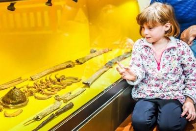 Child looking in display cabinet which contains human bones