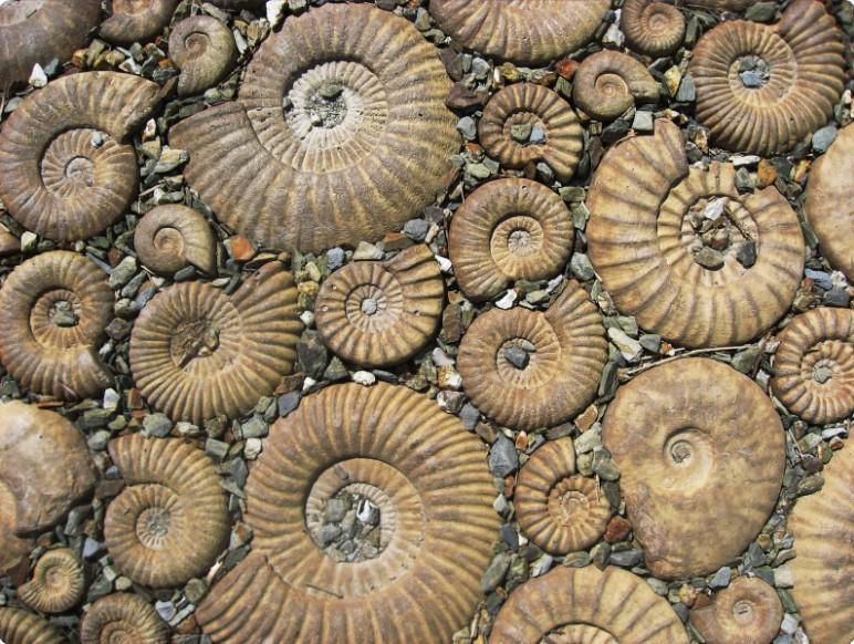 Image for Fossil Handling